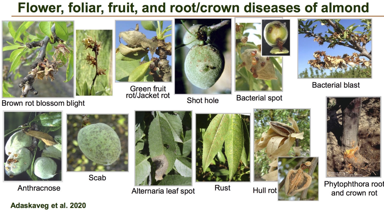 Almond Flower, Foliar, and Fruit Diseases and Their Management West