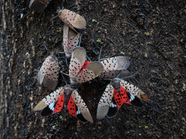 spotted lantern fly control