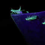 Sterile female calling males 1-1