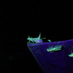 Sterile female calling males 1