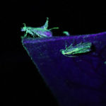 Sterile female calling males 1 (2)