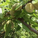 Stinkbug 3 Gummy exudates coming out from the fruit after BMSB attack-1