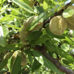Stinkbug 3 Gummy exudates coming out from the fruit after BMSB attack-2
