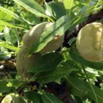 Web-VERSION-Stinkbug-3-Gummy-exudates-coming-out-from-the-fruit-after-BMSB-attack