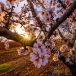 shutterstock_1092993575