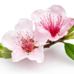 shutterstock_1239735988