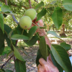 walnut training 2-2-2