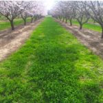 2-2-2 Photo cover crops in almonds