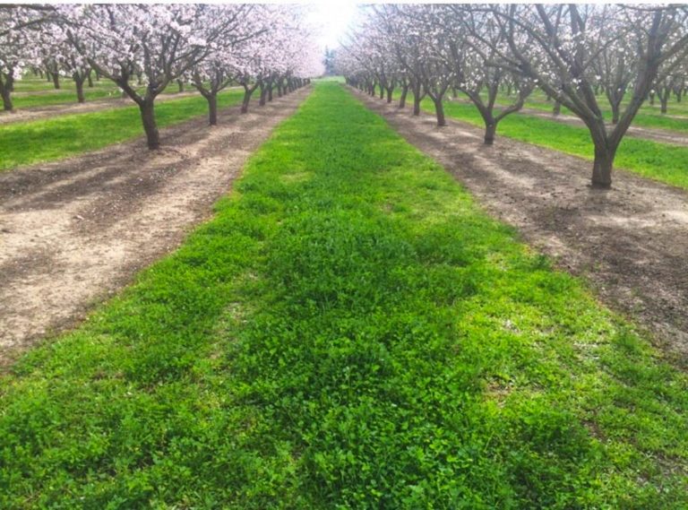 Healthy Soil Practices Bring Economic and Environmental Benefits to Almond Growers