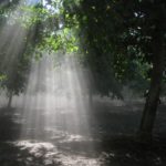 4-4-4 the_beauty_of_dust_and_light_in_walnut_orchard_SJ_county.