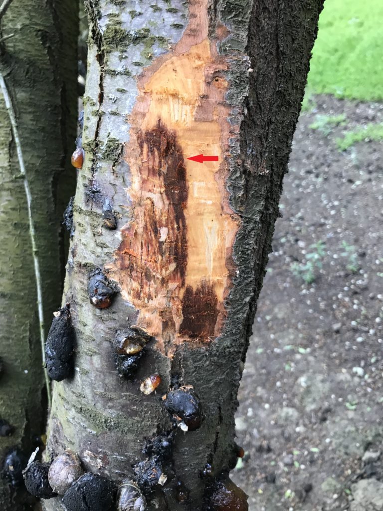 Resurgence of Perennial Phytophthora Canker Disease of Almonds | West ...