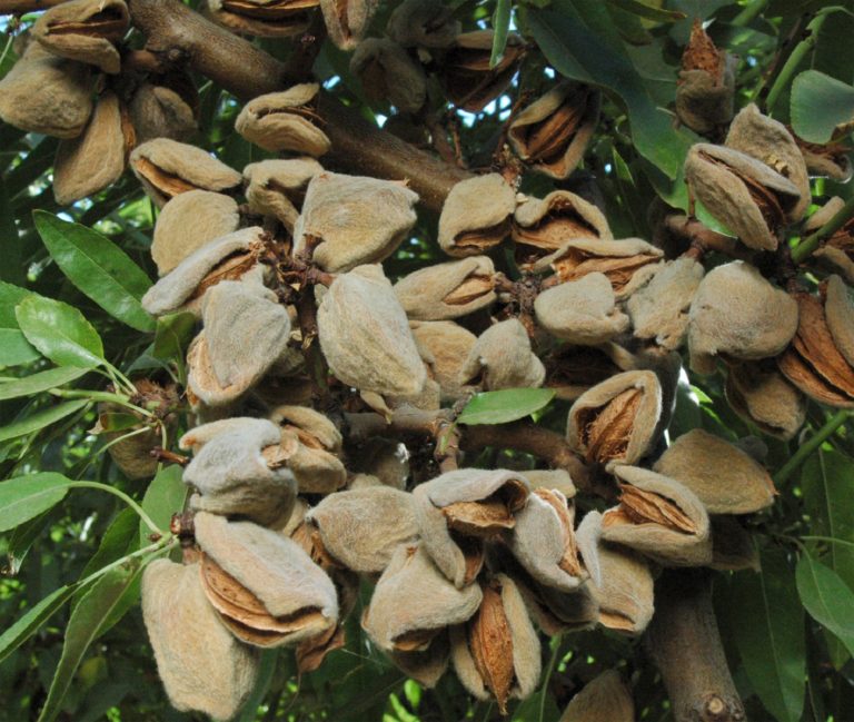 Self-Fertile Almonds Gain in Popularity