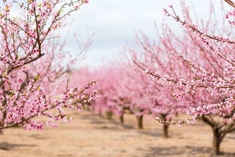 Today’s Practices May Impact Next Year’s Almond Bloom Intensity