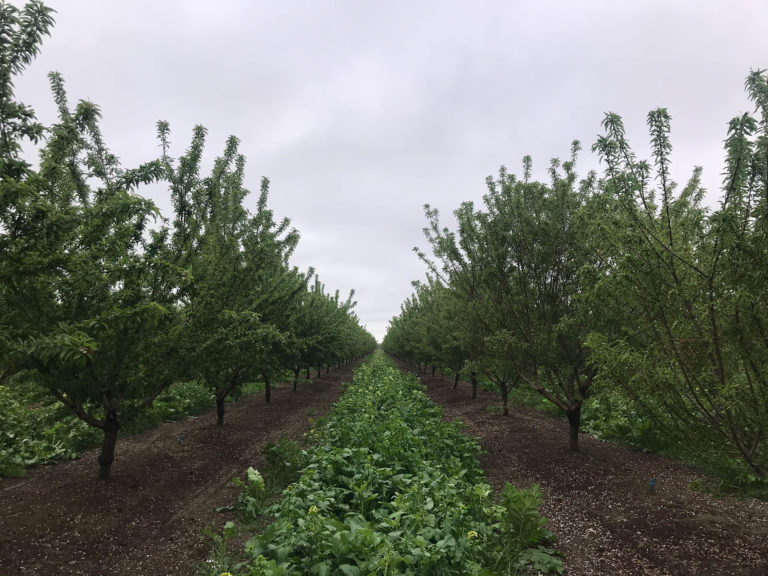 Benefits of Cover Crops in Nut Orchards Depend on Site and Region