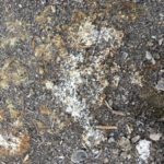 Organic amendments can be a source of salt and can accumulate salts from irrigation water (photo courtesy Baldemar Torres, UCCE.)