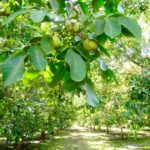 mcclean rootstocks 3