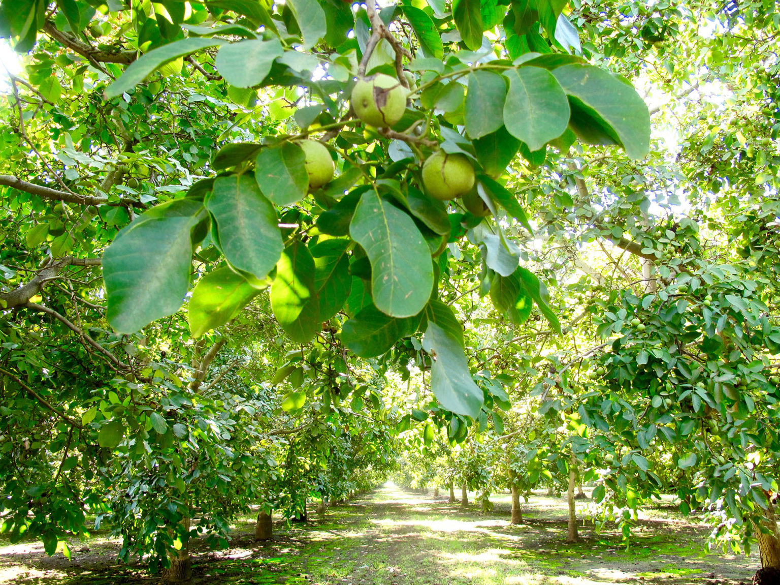 The Next Generation Of Walnut Rootstock Aims At Resistance To Soil 