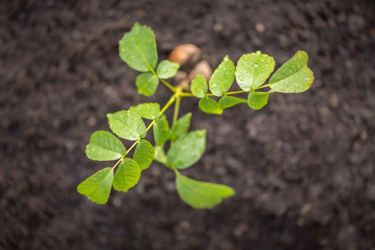 Walnut Improved Rootstocks