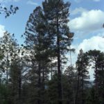 1-1-1 1979_1980_Oregon_New_Mexico_07_023