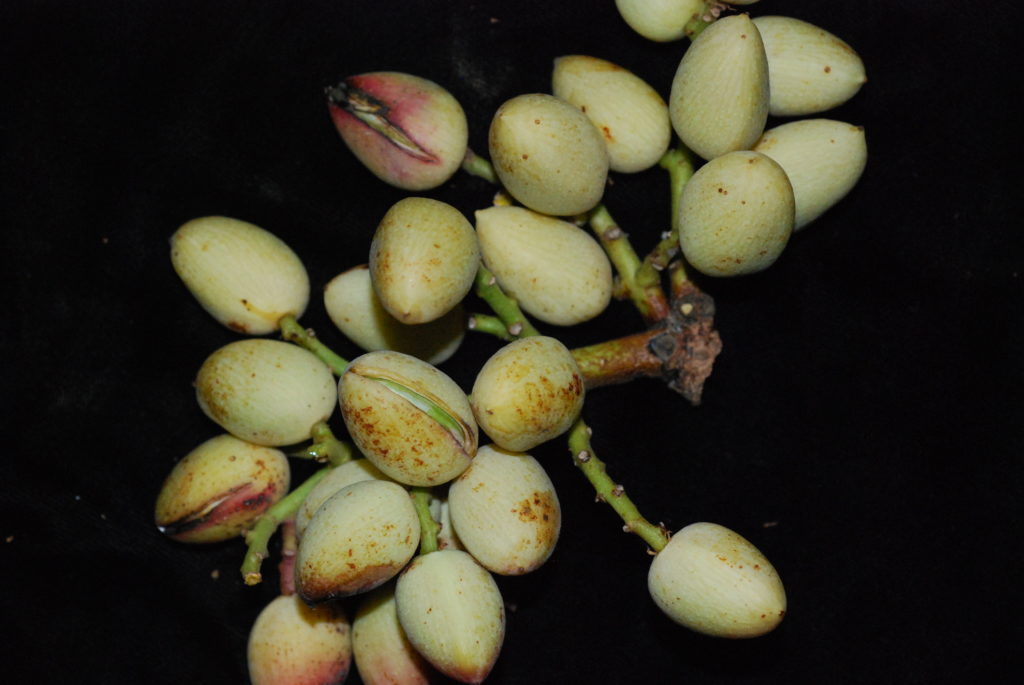 Targeting Early Splits in Pistachios: | West Coast Nut