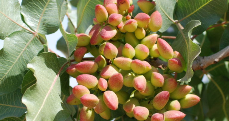Targeting Early Splits in Pistachios: