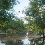 2-2-2 Terranova almond orchard during recharge