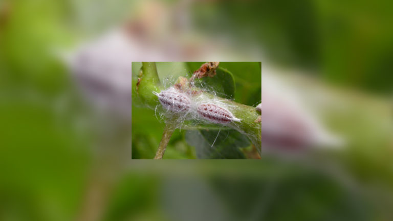 Gill’s Mealybug Back in Pistachios