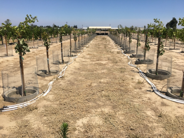 A Look at Salinity Research in Pistachio