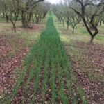 1-1-1 Fall seeded poco barley winter cover