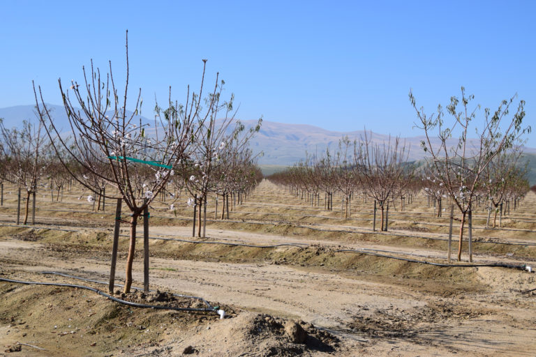 Weather-Based ET for Irrigating Young Orchards