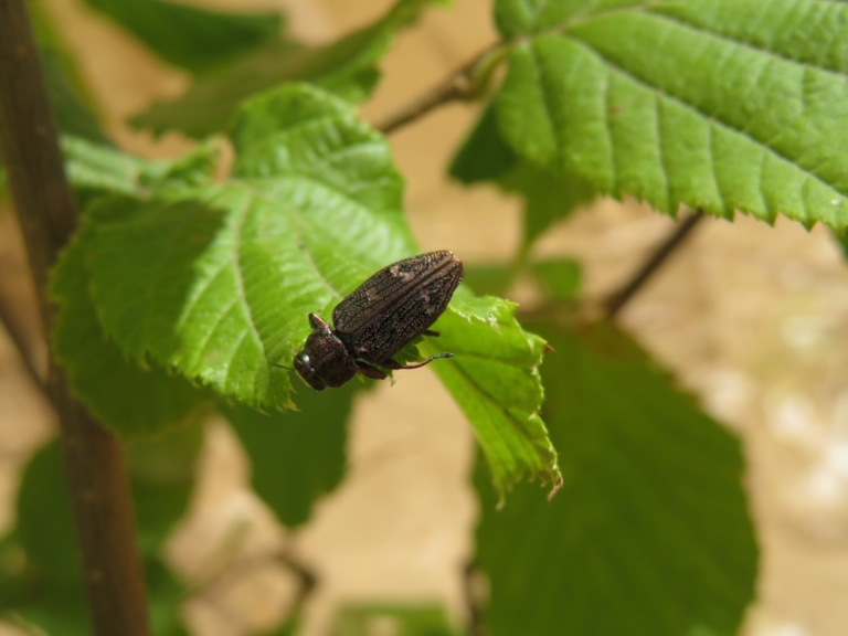 Protect Walnut and Other Nut Trees from Pacific Flathead Borer