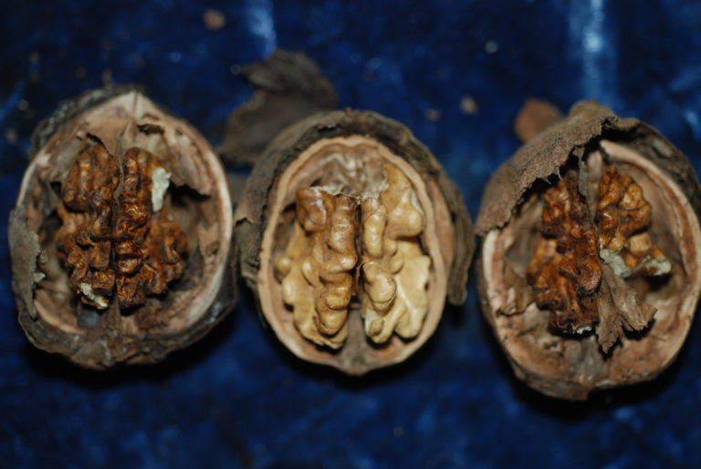 Mold in Walnuts: Causes and Prevention