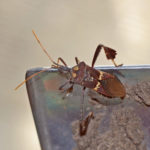 2-2-2 leaf-footed-plant-bug- Leptoglossus zonatus-vb