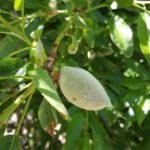 5-5-5 leaffooted-plant-bug-damage-almonds-tolelrup