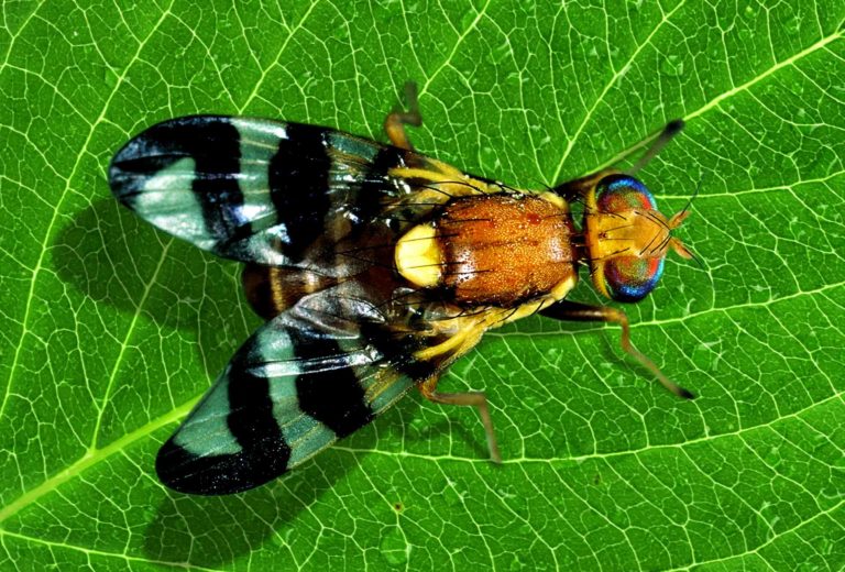 Walnut Husk Fly Populations on the Rise