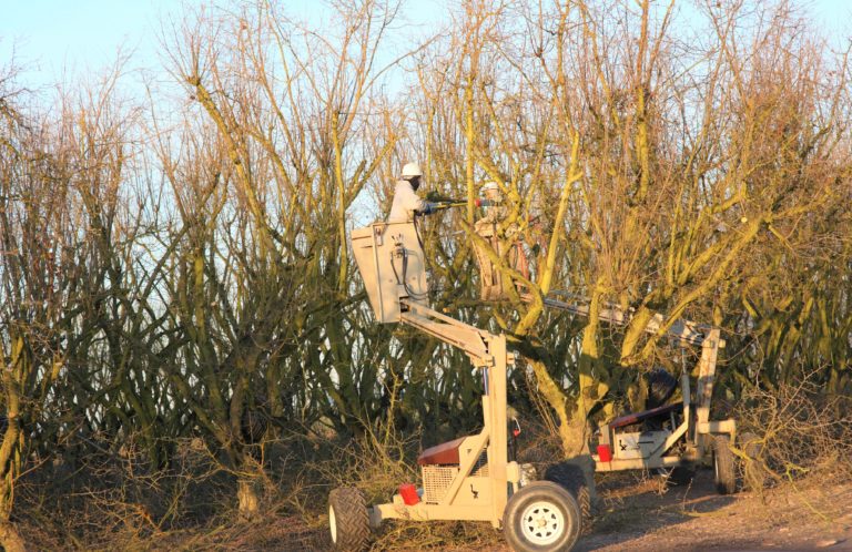Training and Pruning Basics for Hazelnut Trees