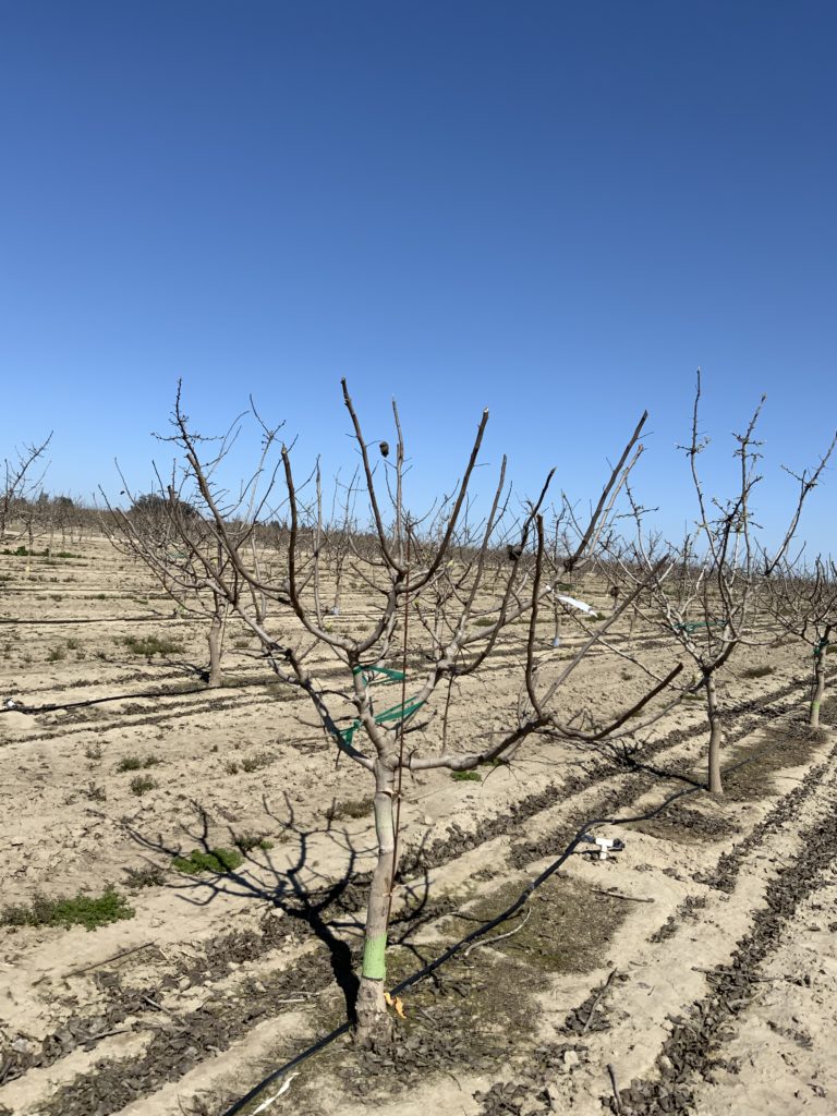 Cutting to the Chase in Pistachio Pruning