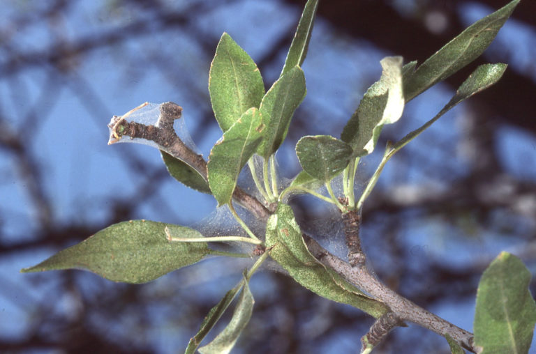 Late Season Mite Control Relies on Preserving Natural Predators