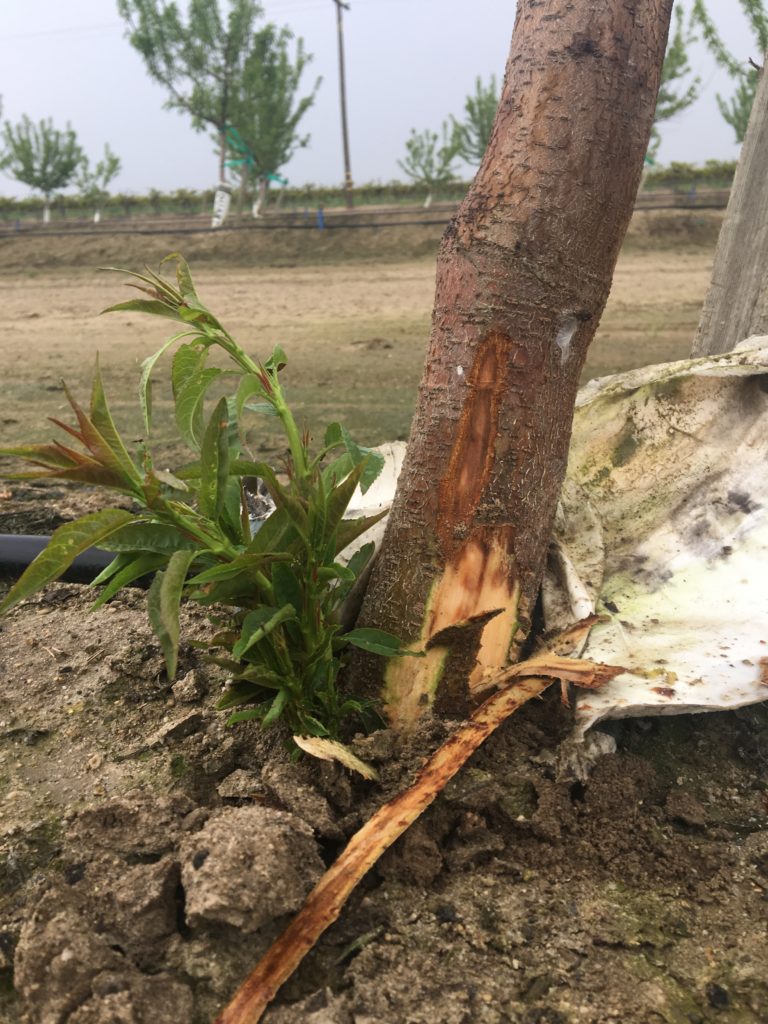 Canker Disease in Almond Orchards