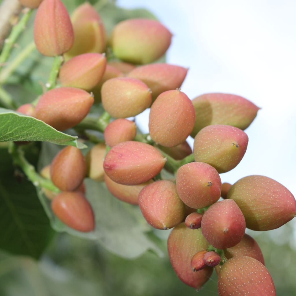 Effectiveness of Fall Zinc Applications in Pistachio West Coast Nut
