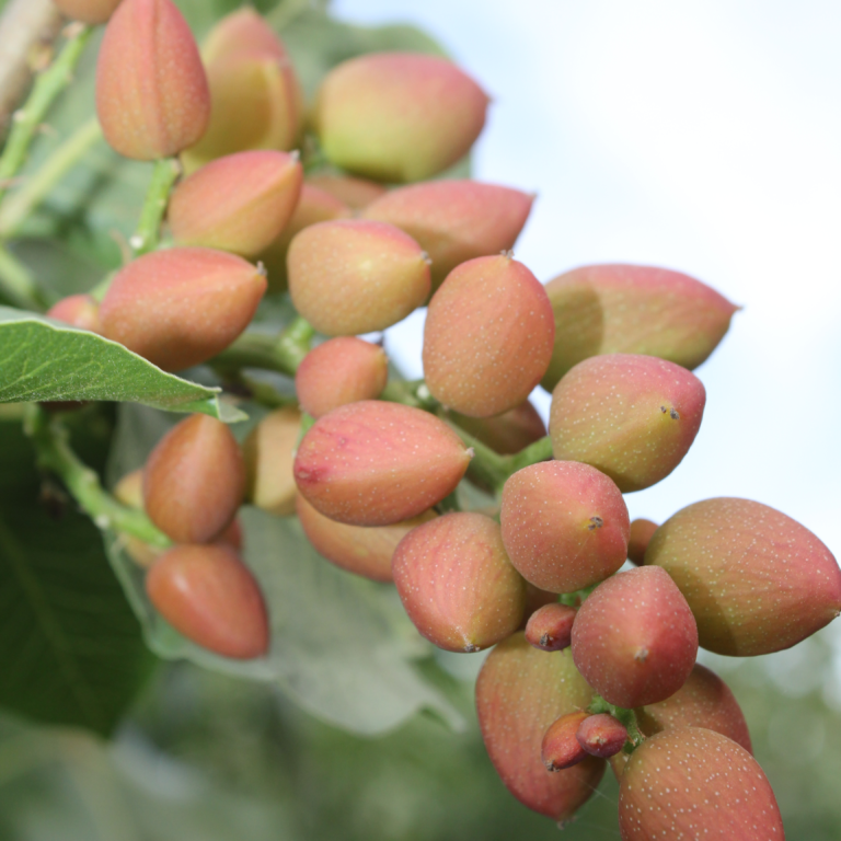 Effectiveness of Fall Zinc Applications in Pistachio