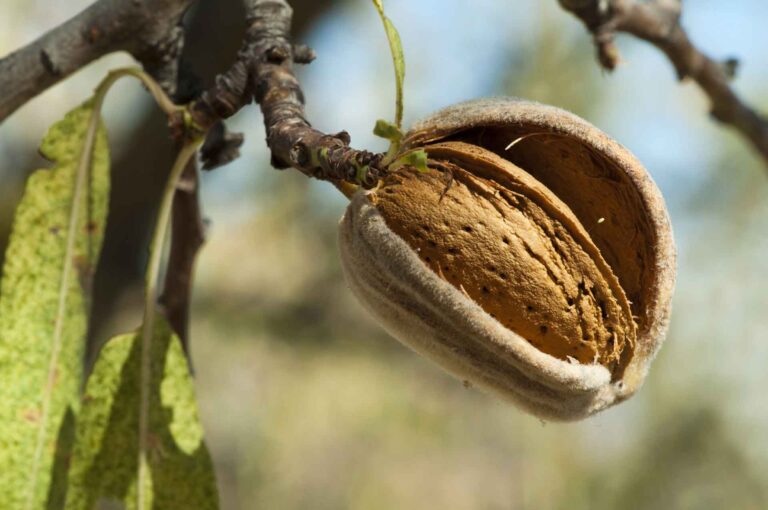 Some Basic Truths about NOW in Almonds – My Ag Life Episode 20