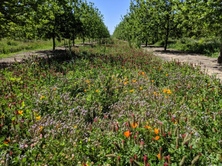 Creating Habitat for Beneficials to Control Aphids in Pecans