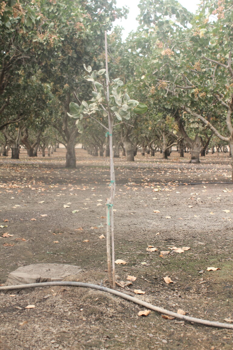 Tips for Successful Single Replant in a Mature Pistachio Orchard