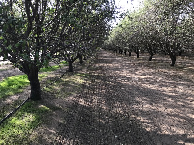 Getting Started with Cover Crops in Almond Systems