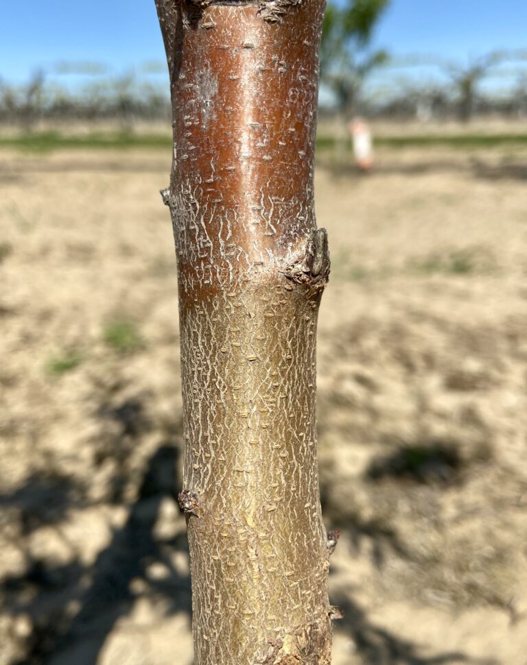 Can Trunk Paint Mitigate Herbicide Damage in Young Almond Trees?