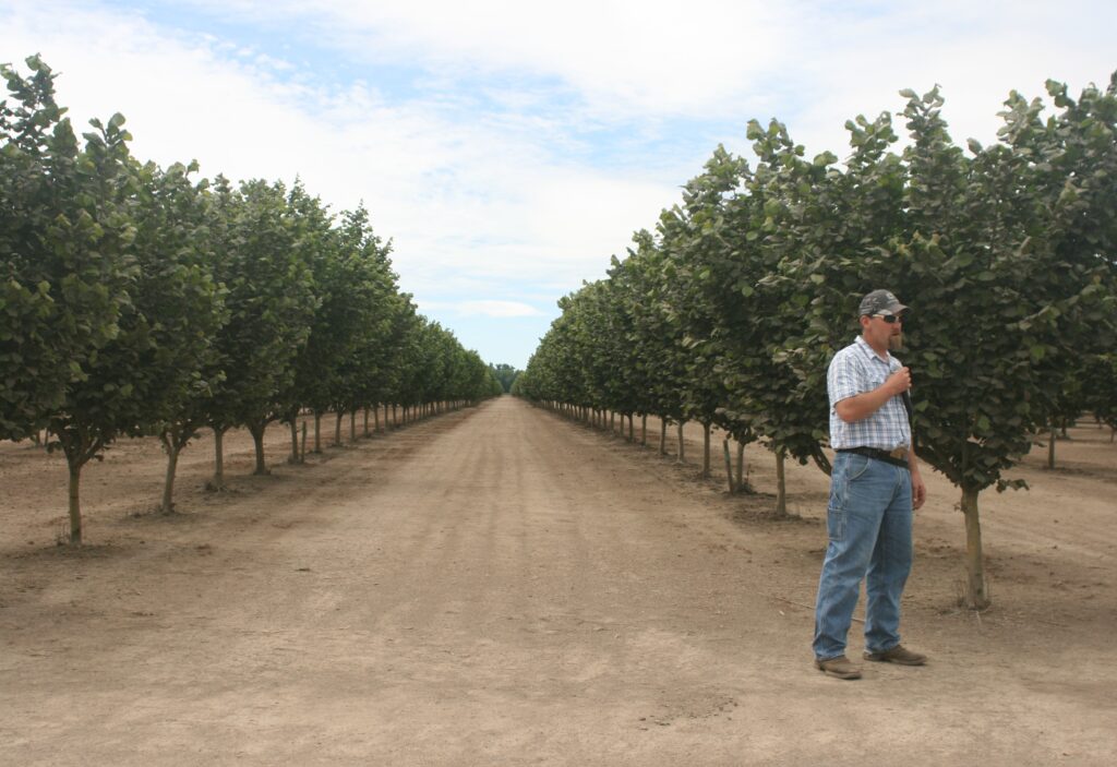A Look at Newer Hazelnut Varieties West Coast Nut