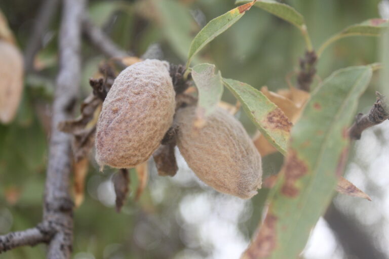 Why Do Almonds Remain on the Tree?