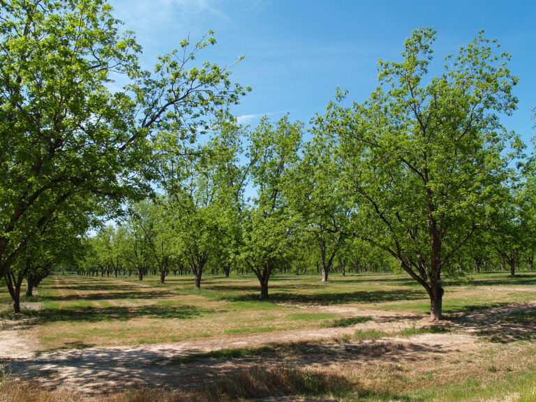 Postharvest Nutrition in Tree Nut Crops: What to Do as Nutrition Budgets Tighten