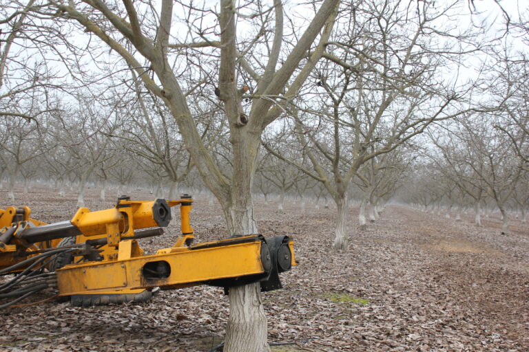 Evaluate Walnut Pest Programs After Harvest